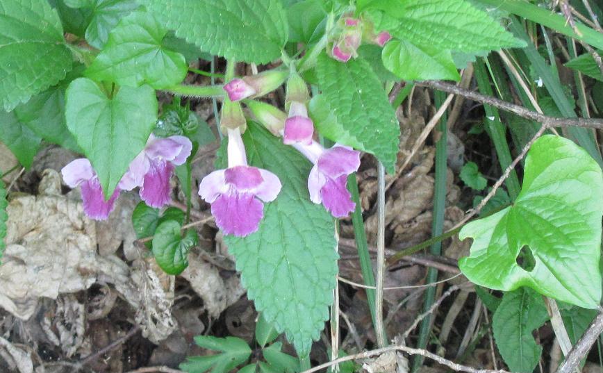 Melittis melissophyllum (Lamiaceae)